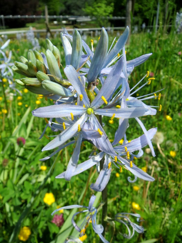 20140504Camassia_cusickii1