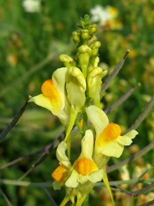 20140908Linaria_vulgaris2