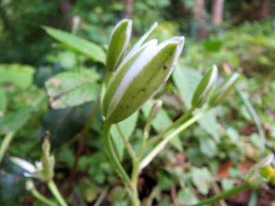 20140503Ornithogalum_umbellatum2