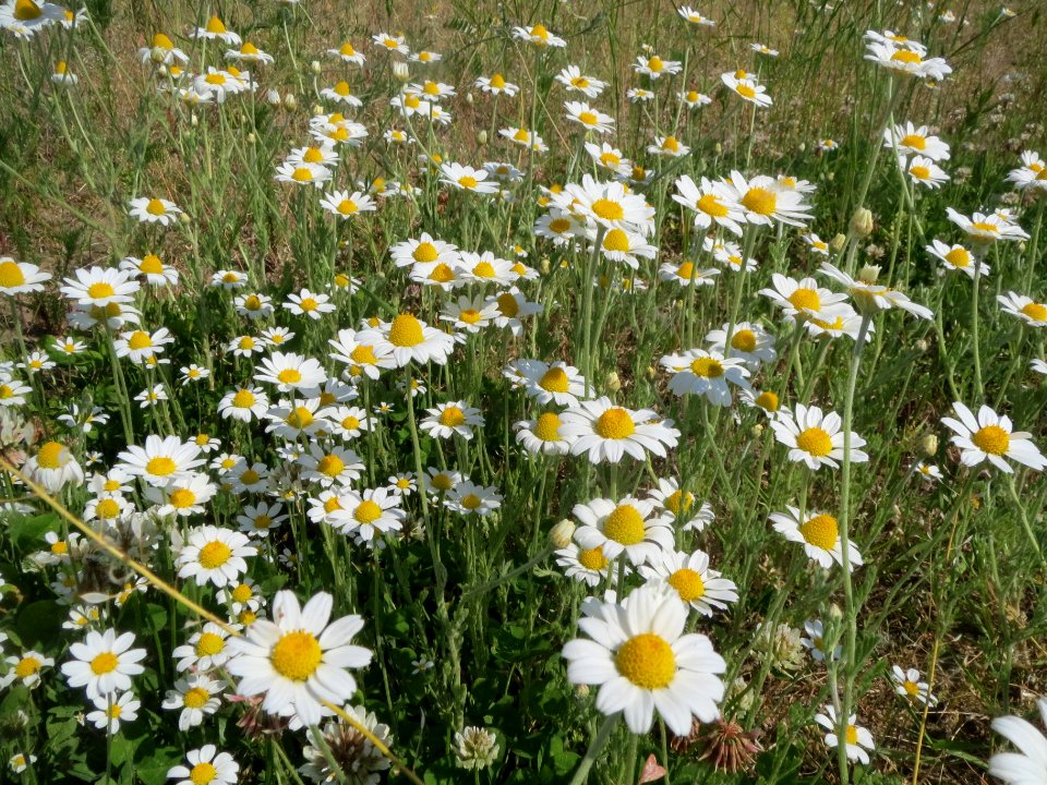 20140520Anthemis_arvensis