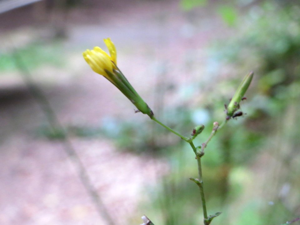 20140914Mycelis_muralis2