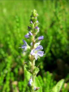 20140523Veronica_officinalis1