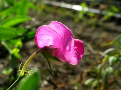 20140917Lathyrus_latifolius3