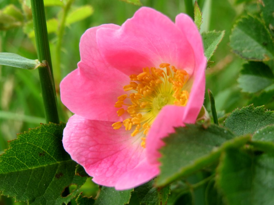 20140515Rosa_rubiginosa4