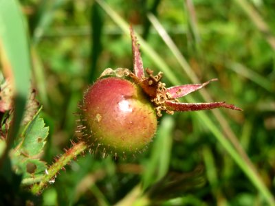 20140519Rosa_spinosissima