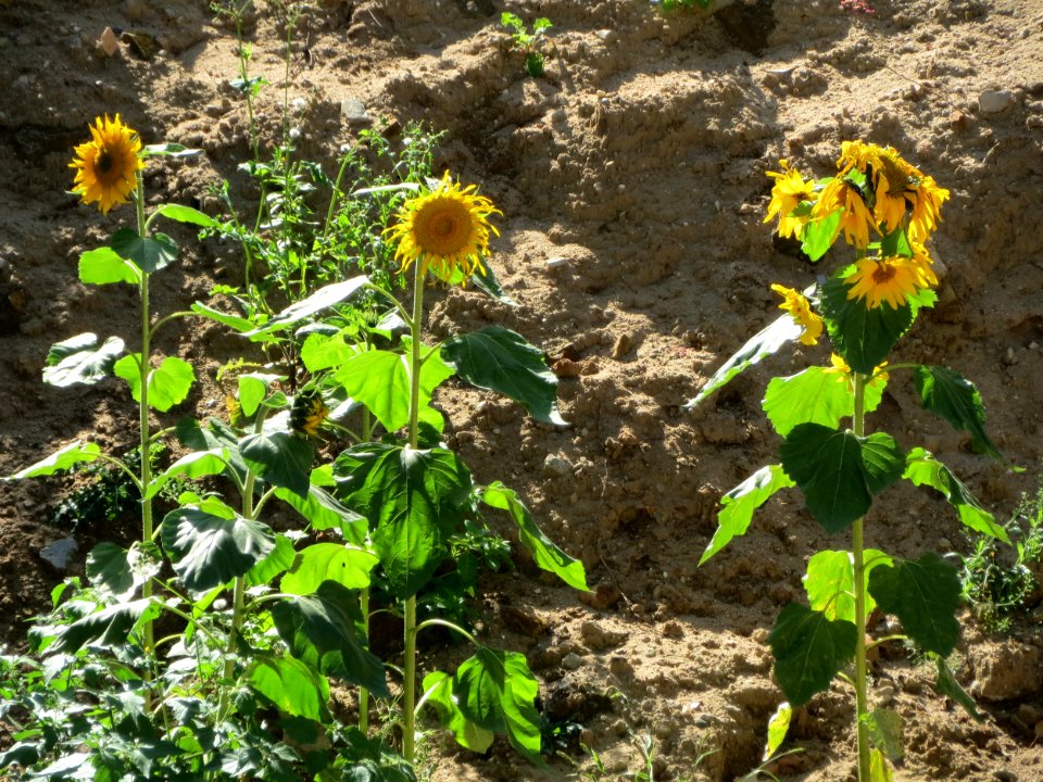 20140917Helianthus_annuus2
