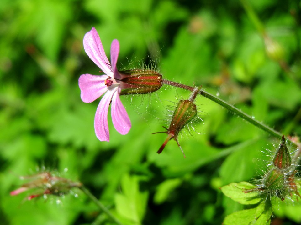 20140516Geranium_robertianum1