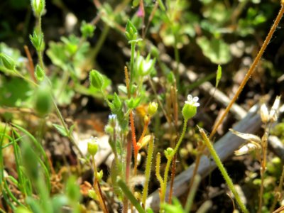 20140523Saxifraga_tridactylites