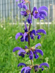 20140908Salvia_pratensis1