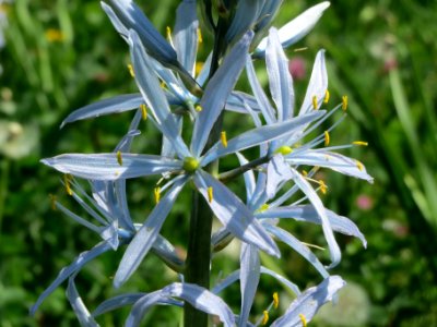 20140504Camassia_cusickii3