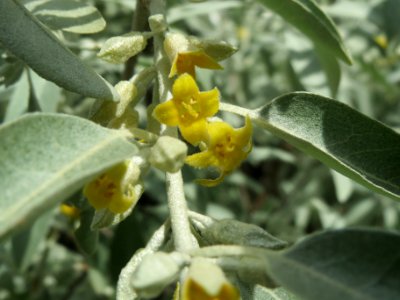 20140516Elaeagnus_angustifolia3