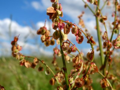 20140523Rumex_acetosa2