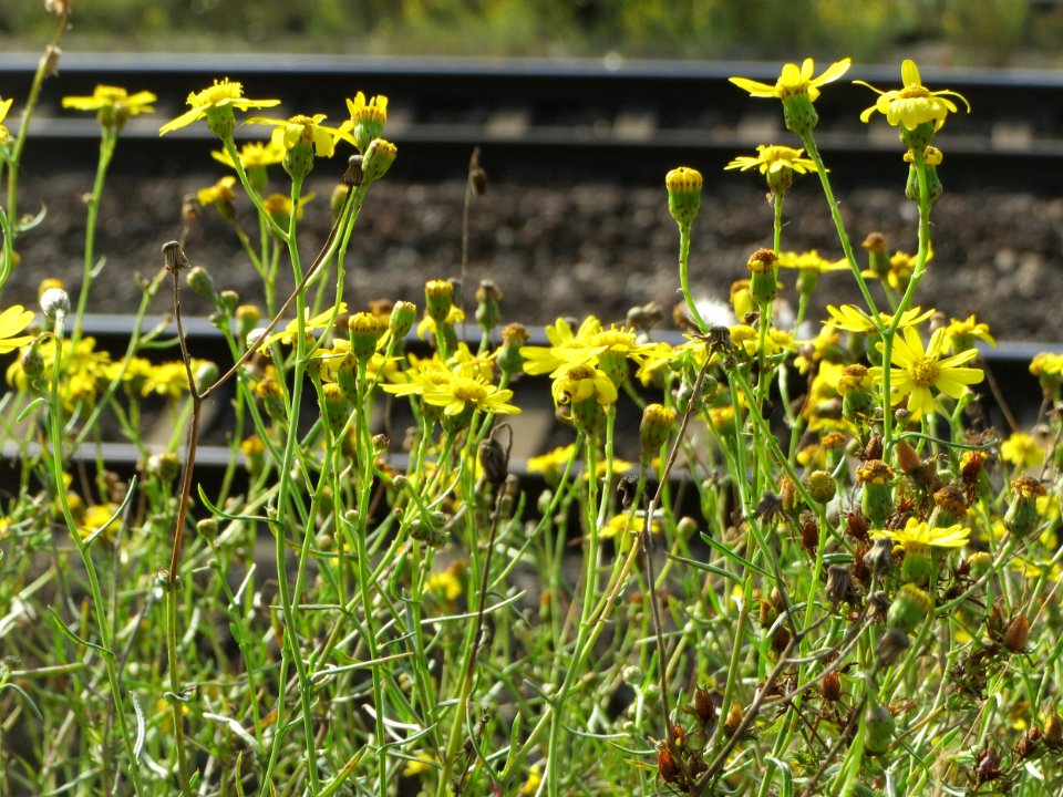 20140925Senecio_inaequidens1
