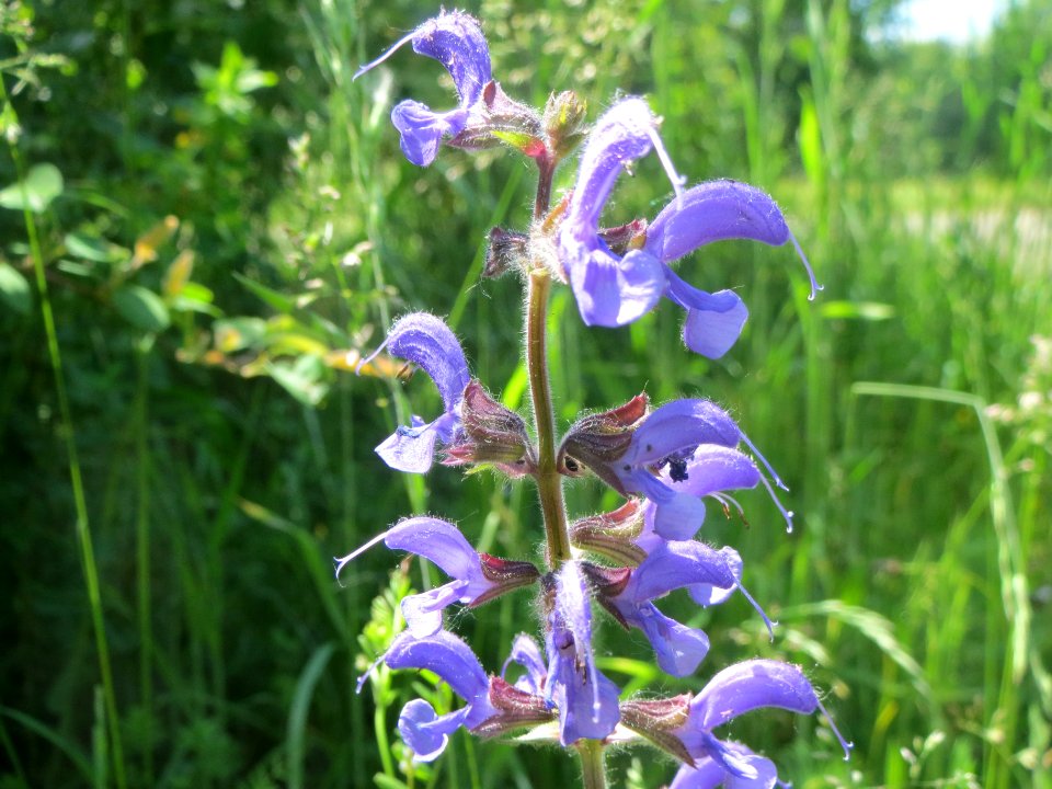 20140517Salvia_pratensis2