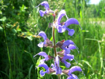 20140517Salvia_pratensis2