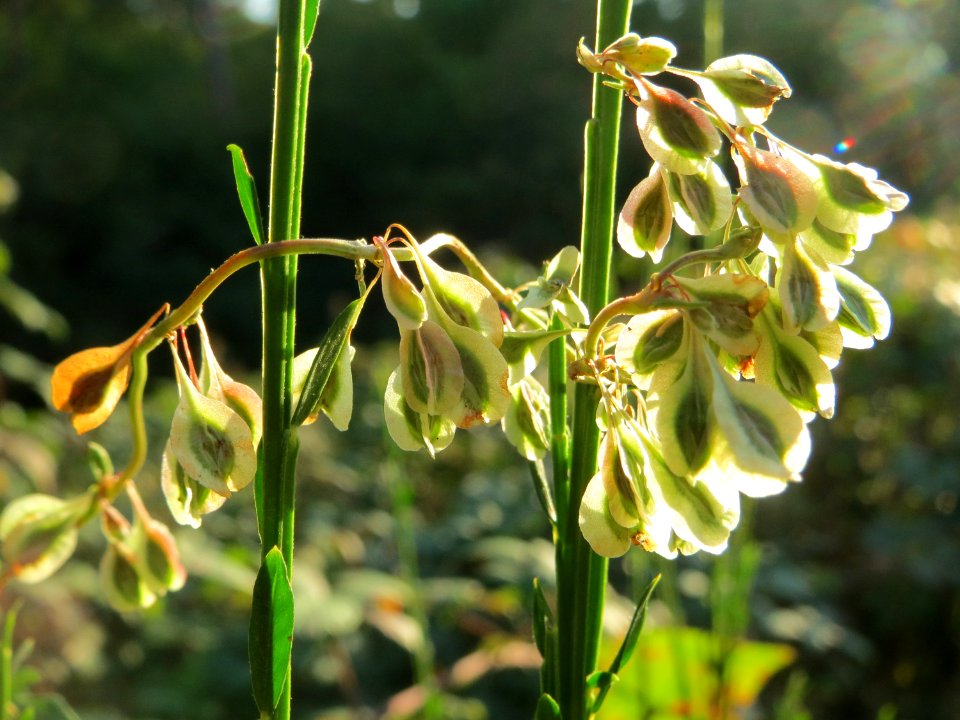20140926Fallopia_dumetorum
