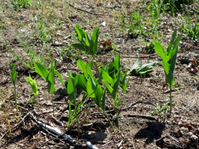 20140523Polygonatum_odoratum4