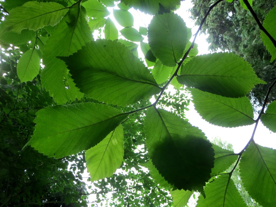 20140602Ulmus_glabra4