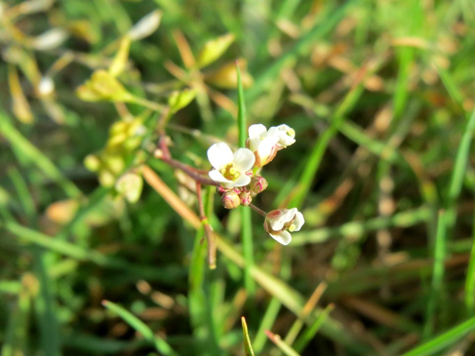 20140925Capsella_bursa-pastoris1