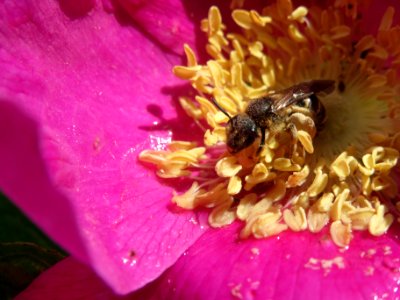 20140523Rosa_rugosa4