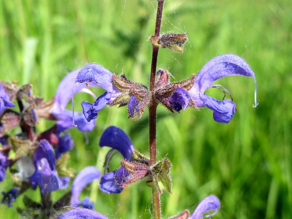 20140519Salvia_pratensis2