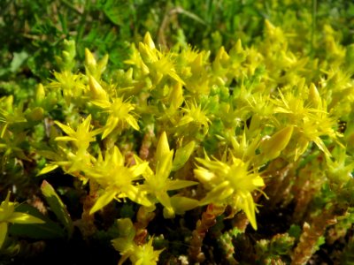 20140523Sedum_acre2
