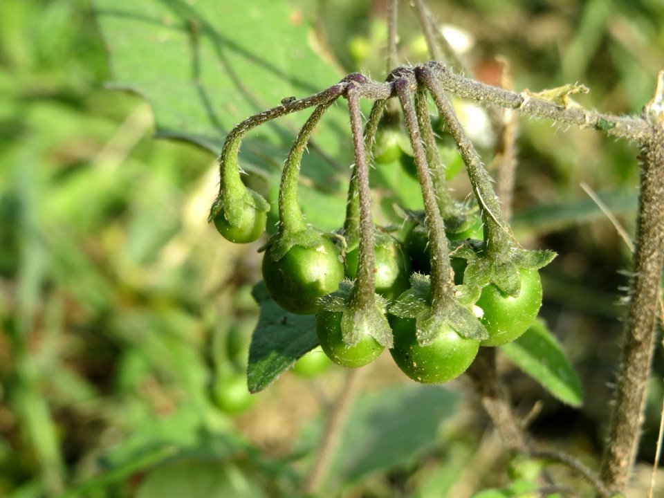 20140925Solanum_nigrum2
