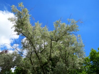 20140523Elaeagnus_angustifolia1