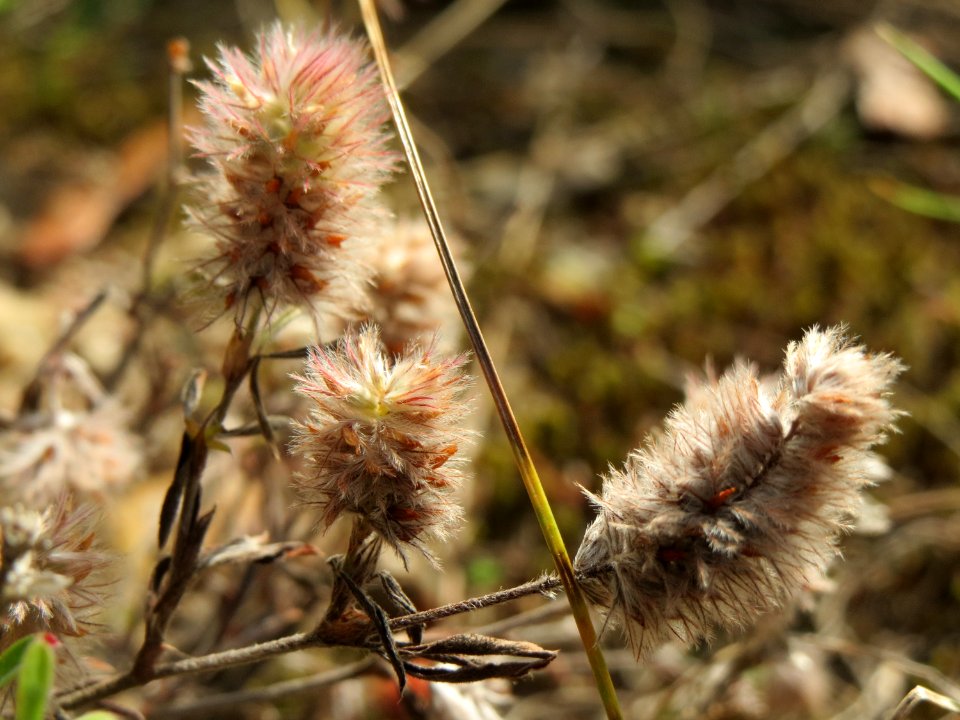 20140925Trifolium_arvense