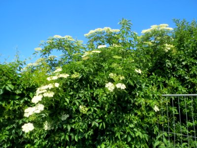 20140519Sambucus_nigra