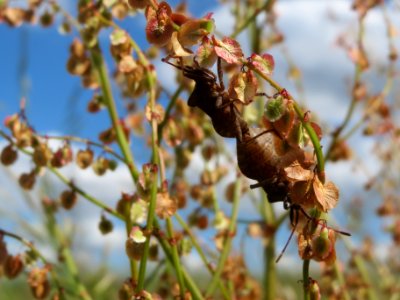 20140523Rumex_acetosa1