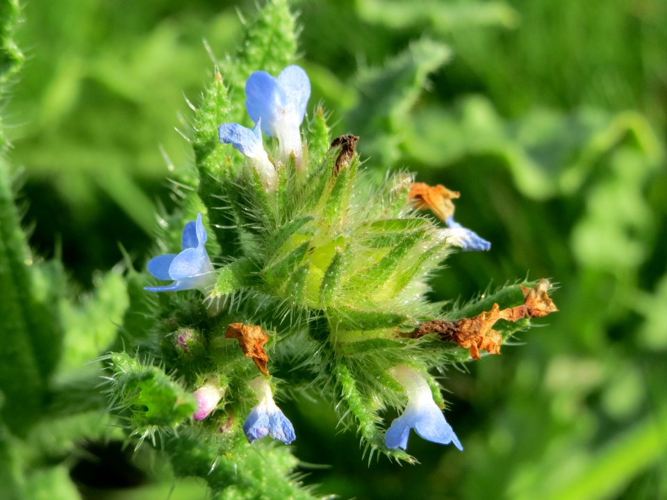 20140925Anchusa_arvensis1