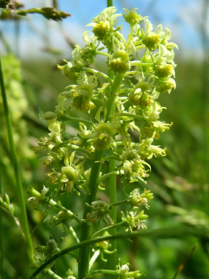 20140523Reseda_lutea2