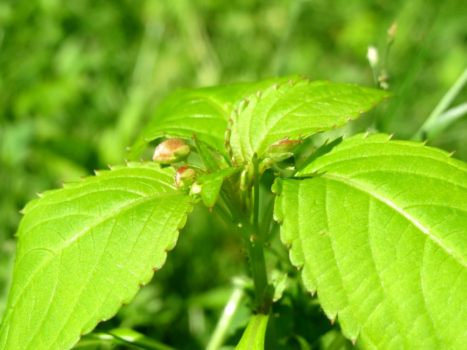 20140516Impatiens_parviflora3
