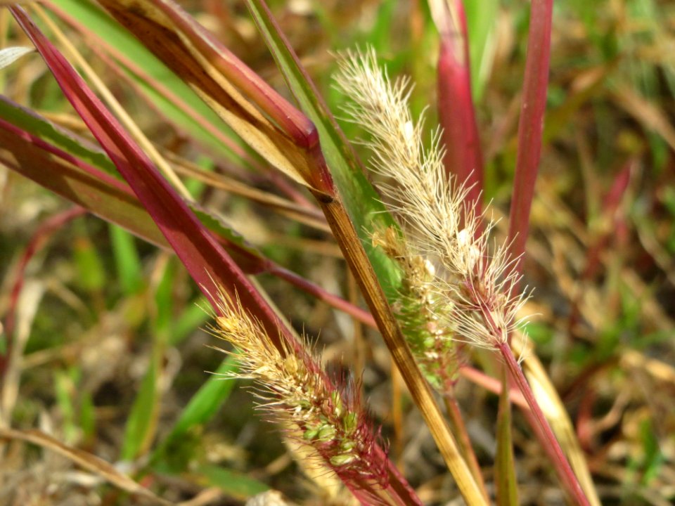 20140919Setaria_viridis1