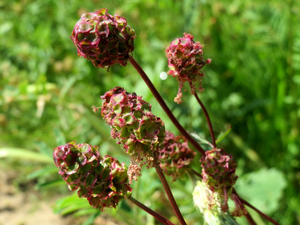 20140523Sanguisorba_minor1