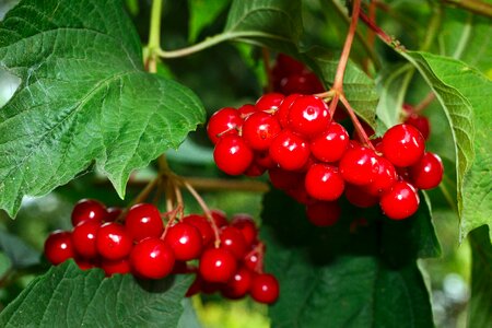 Plant berry fruit