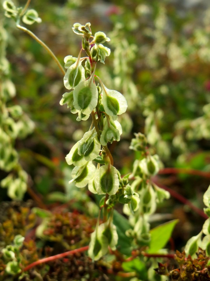 20140908Fallopia_dumetorum3