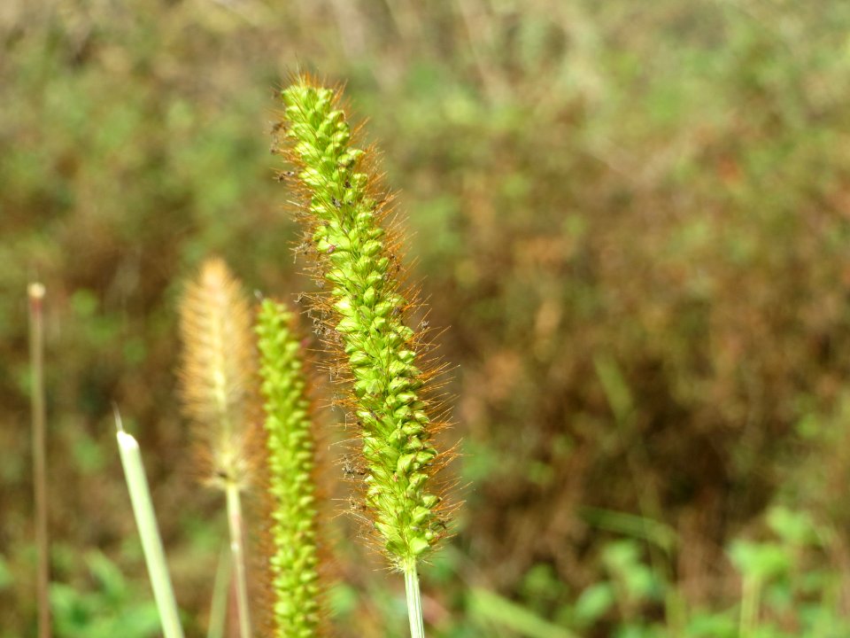 20140919Setaria_pumila2