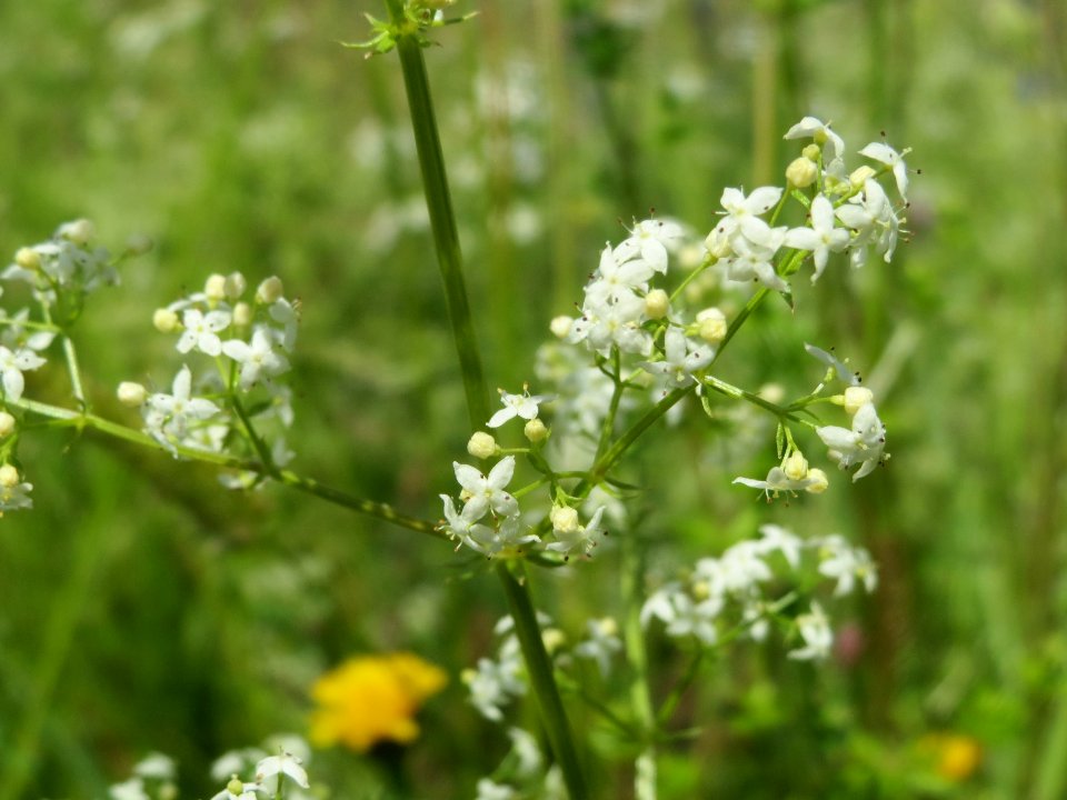 20140523Galium_mollugo