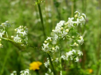 20140523Galium_mollugo