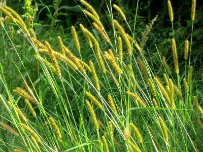 20140920Setaria_pumila3