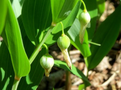 20140523Polygonatum_odoratum7