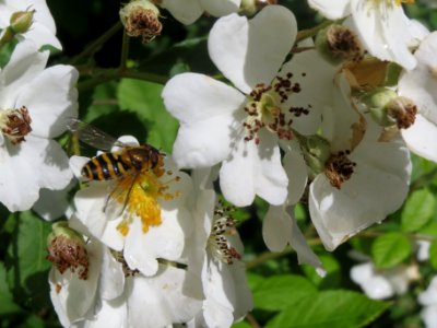 20140523Rosa_multiflora4 photo