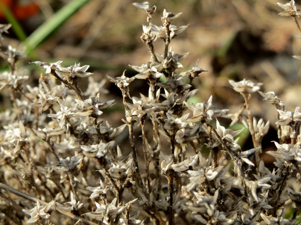 20140925Sedum_acre1