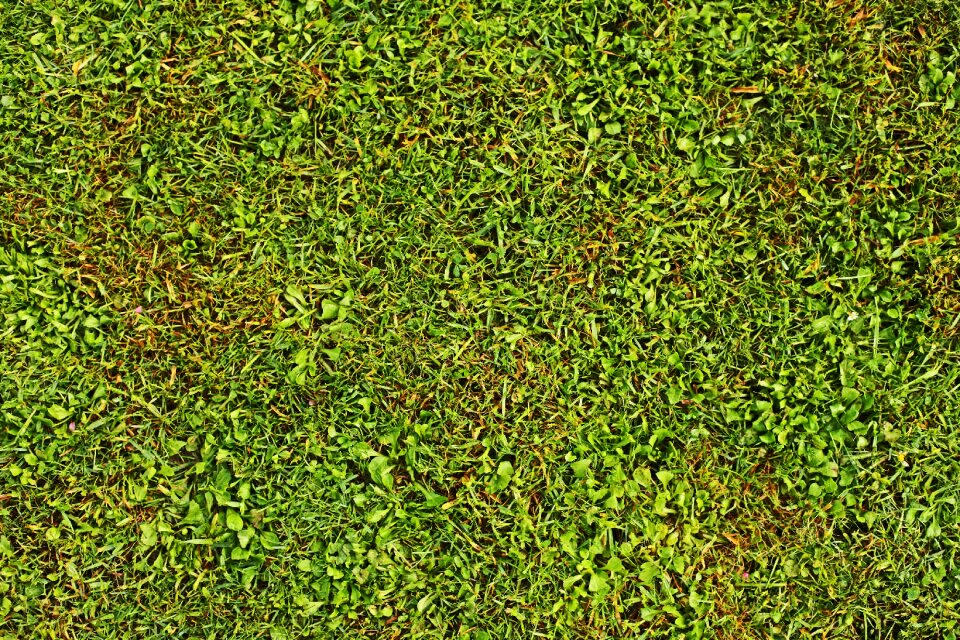 Fresh garden gardening