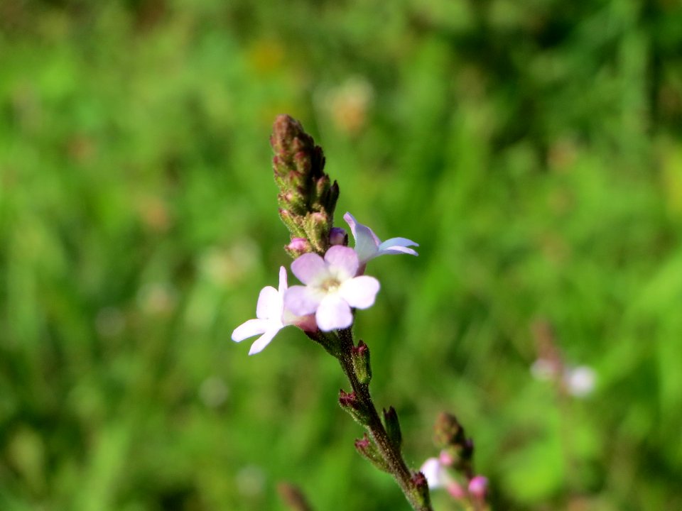 20140907Verbena_officinalis1