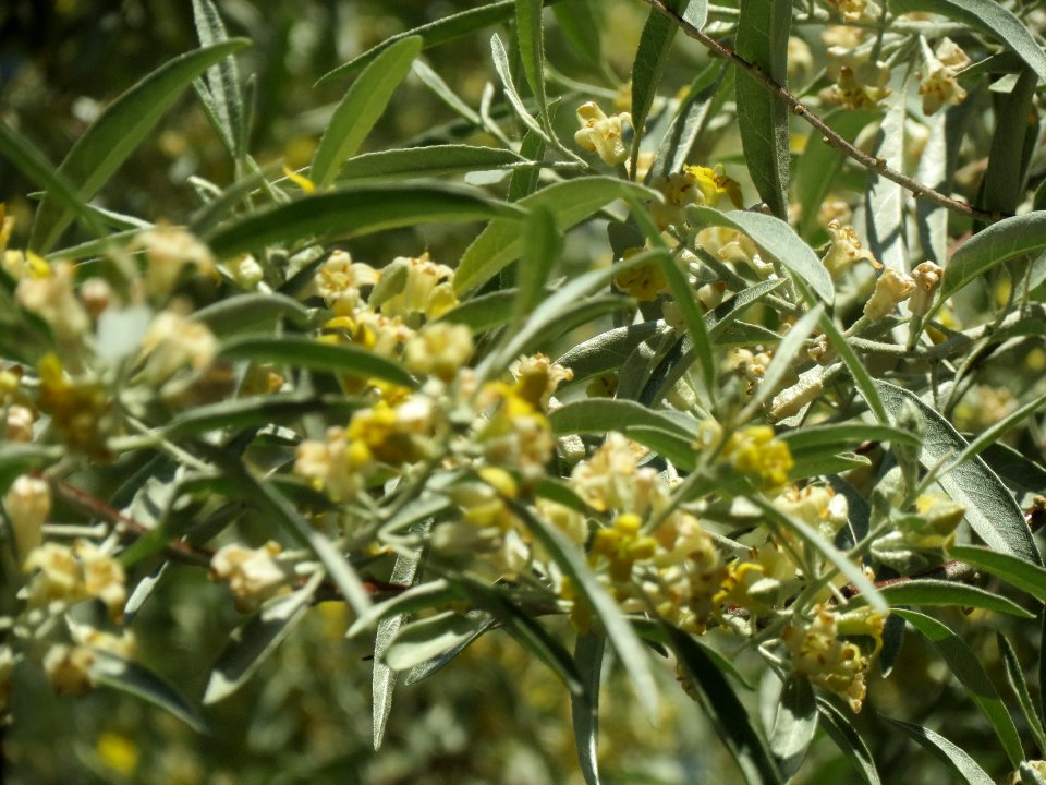 20140523Elaeagnus_angustifolia3