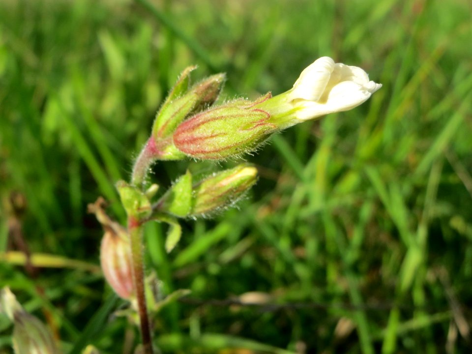20140925Silene_latifolia2