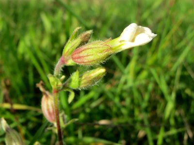 20140925Silene_latifolia2